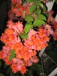  Bougainvillea Avstralian Gold