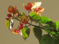  Bougainvillea Chitra