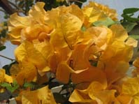  Bougainvillea California Gold