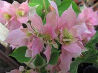  / BOUGAINVILLEA Double Pink