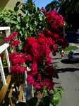  Bougainvillea Double Purple