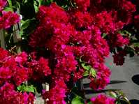  Bougainvillea Double Purple