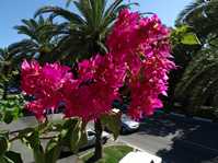  Bougainvillea Double Purple