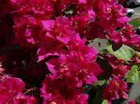  Bougainvillea Double Purple