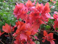  Bougainvillea Double Red