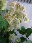  Bougainvillea Double White