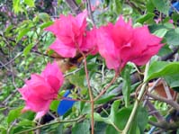  Bougainvillea Double Lilarose