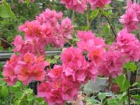  Bougainvillea Double Lilarose