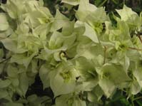  Bougainvillea Double White