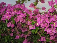  Bougainvillea Glabra