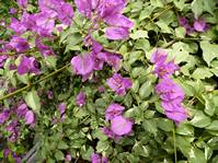  Bougainvillea Glabra Variegata