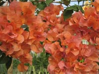  Bougainvillea Luis Wattan