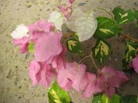  Bougainvillea Mary Palmer