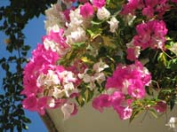  Bougainvillea Mary Palmer