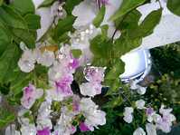  Bougainvillea Miss Universe