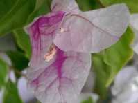  Bougainvillea Miss Universe