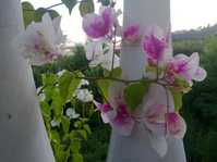  Bougainvillea Miss Universe