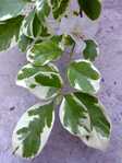  Bougainvillea Panda