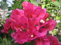  Bougainvillea Rubiano