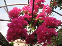  Bougainvillea Rubiano