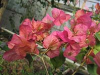  Bougainvillea Rusberry Ice Rosso