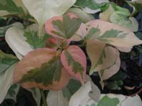 Bougainvillea San Diego Red Variegata