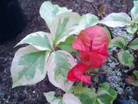 Bougainvillea San Diego Red Variegata