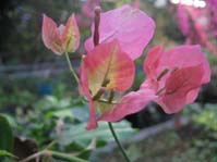  Bougainvillea Snowcap Multi