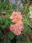  Bougainvillea Thai Gold.