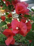  / Bougainvillea Tomato Red