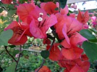  / Bougainvillea Tomato Red