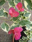  Bougainvillea Vera Variegata