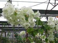  Bougainvillea Wera White