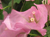  Bougainvillea ( - )