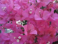  / Bougainvillea (  )