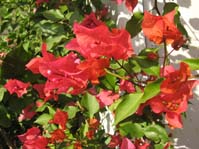  Bougainvillea (  )