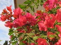  Bougainvillea (  )