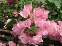  Bougainvillea ( - )