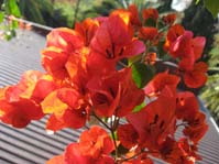  / Bougainvillea (  )