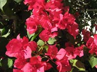  / Bougainvillea (  )