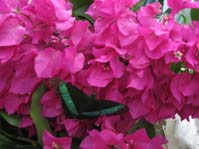  / Bougainvillea ( - )