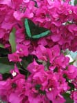  / Bougainvillea ( - )