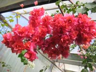  Bougainvillea Double Red