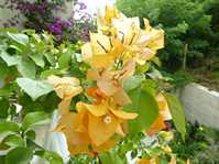  Bougainvillea Golden Tango