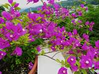  Bougainvillea New Violet