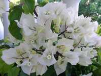  Bougainvillea RijnStar White