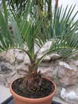 Butia capitata /  