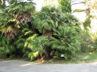 Chamaerops humilis /  