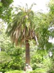 Phoenix canariensis /  ,  