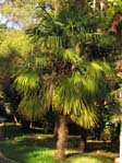 Trachycarpus fortunei /  